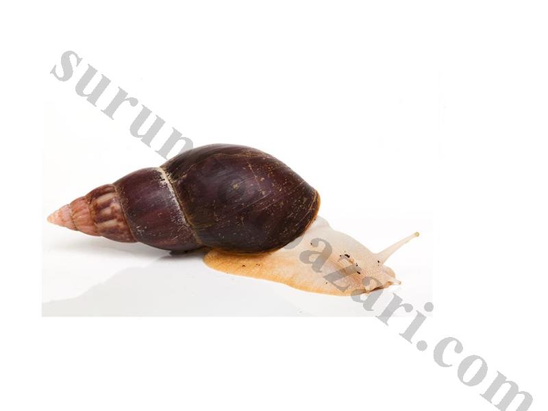 Dev Afrika Salyangozu Achatina Fulica Albino 